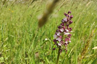 <i>Orchis purpurea</i>
