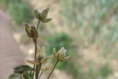 <i>Sagina apetala</i>