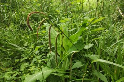 <i>Carex pendula</i>