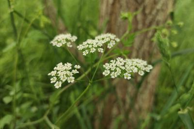 <i>Chaerophyllum temulum</i>