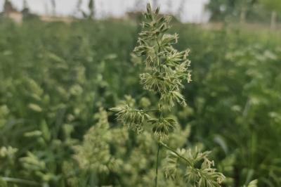 Dactylis glomerata