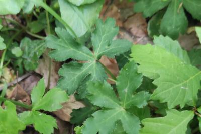 <i>Sanicula europaea</i>