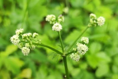 <i>Sanicula europaea</i>