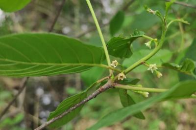 <i>Frangula alnus</i>