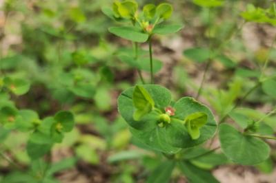 <i>Euphorbia dulcis</i>