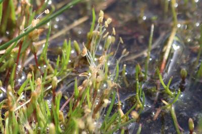 <i>Littorella uniflora</i>