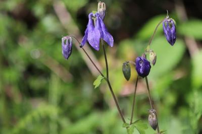 <i>Aquilegia vulgaris</i>
