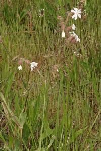<i>Silene latifolia</i>