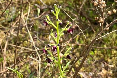 <i>Scrophularia canina</i>