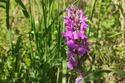 <i>Dactylorhiza majalis</i>