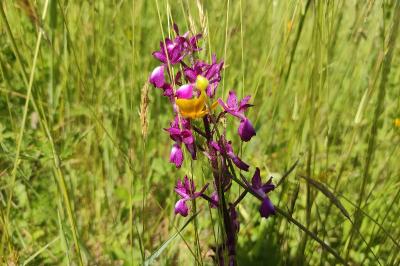 <i>Anacamptis laxiflora</i>