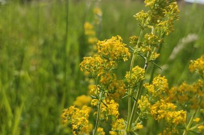 <i>Galium verum</i>