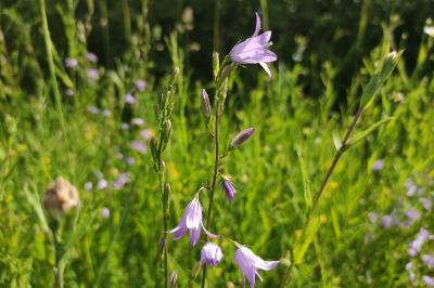Campanula rapunculus
