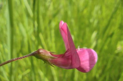 <i>Lathyrus nissolia</i>