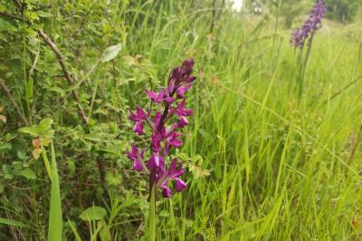 <i>Anacamptis laxiflora</i>