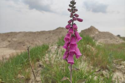 <i>Digitalis purpurea</i>