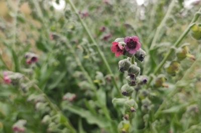 <i>Cynoglossum officinale</i>