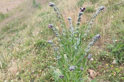 <i>Cynoglossum officinale</i>