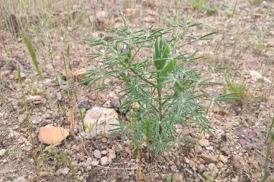 <i>Lupinus angustifolius</i>