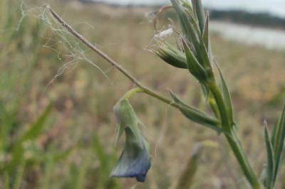 <i>Lathyrus angulatus</i>