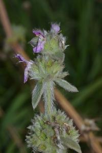 <i>Stachys germanica</i>