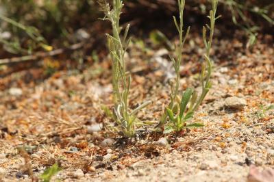 <i>Gamochaeta antillana</i>