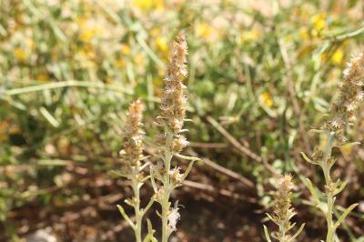 <i>Gamochaeta antillana</i>
