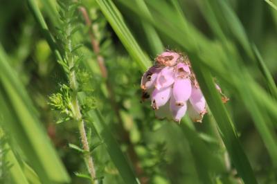 <i>Erica tetralix</i>