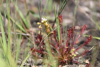 <i>Drosera intermedia</i>