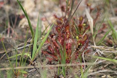 <i>Drosera intermedia</i>