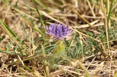 <i>Carthamus mitissimus</i>