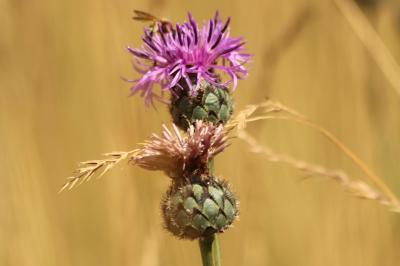 <i>Centaurea scabiosa</i>