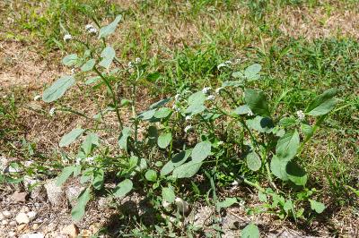 <i>Heliotropium europaeum</i>