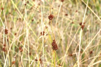 <i>Juncus conglomeratus</i>