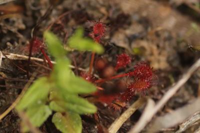 <i>Drosera intermedia</i>