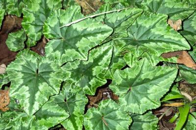 <i>Cyclamen hederifolium</i>