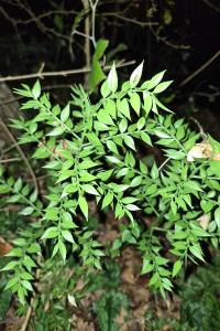 <i>Ruscus aculeatus</i>