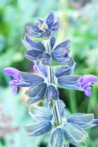 <i>Salvia verbenaca</i>