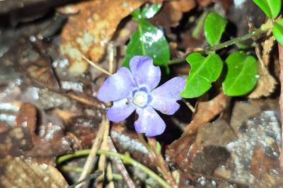 <i>Vinca minor</i>
