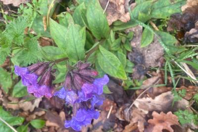 <i>Pulmonaria</i>