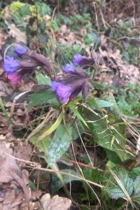 <i>Pulmonaria</i>