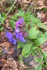 <i>Pulmonaria</i>