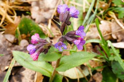 <i>Pulmonaria</i>