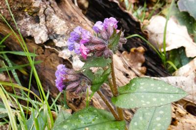 <i>Pulmonaria</i>