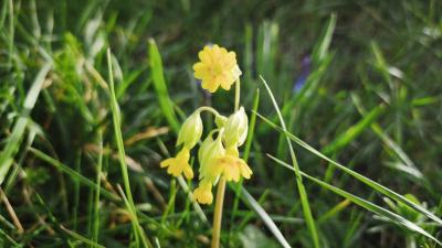 <i>Primula veris</i>