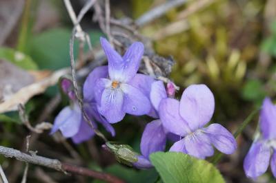 <i>Viola hirta</i>