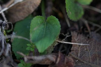 <i>Viola hirta</i>