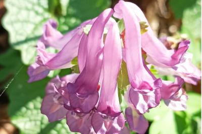 <i>Corydalis solida</i>