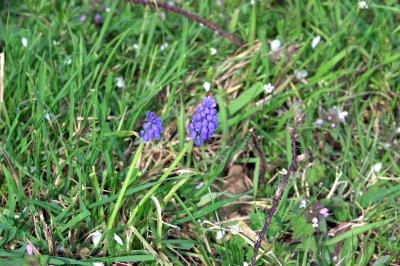 <i>Muscari</i>