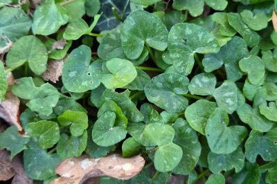 <i>Ficaria verna</i>